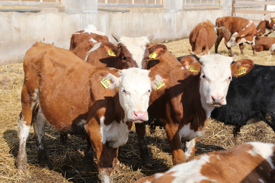 В Кабардино-Балкарии производство мяса выросло на 3,5% в 2022 году