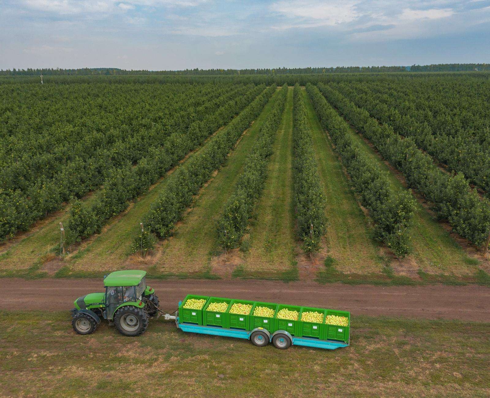 В организованном секторе производства Липецкой области собрано уже 73 тыс. тонн яблок