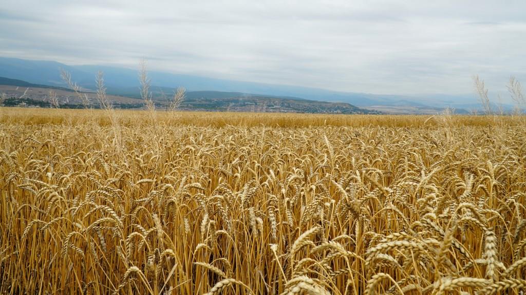 Минсельхозпрод Дагестана продолжает развивать мелиорацию и сельхозкооперацию через нацпроекты