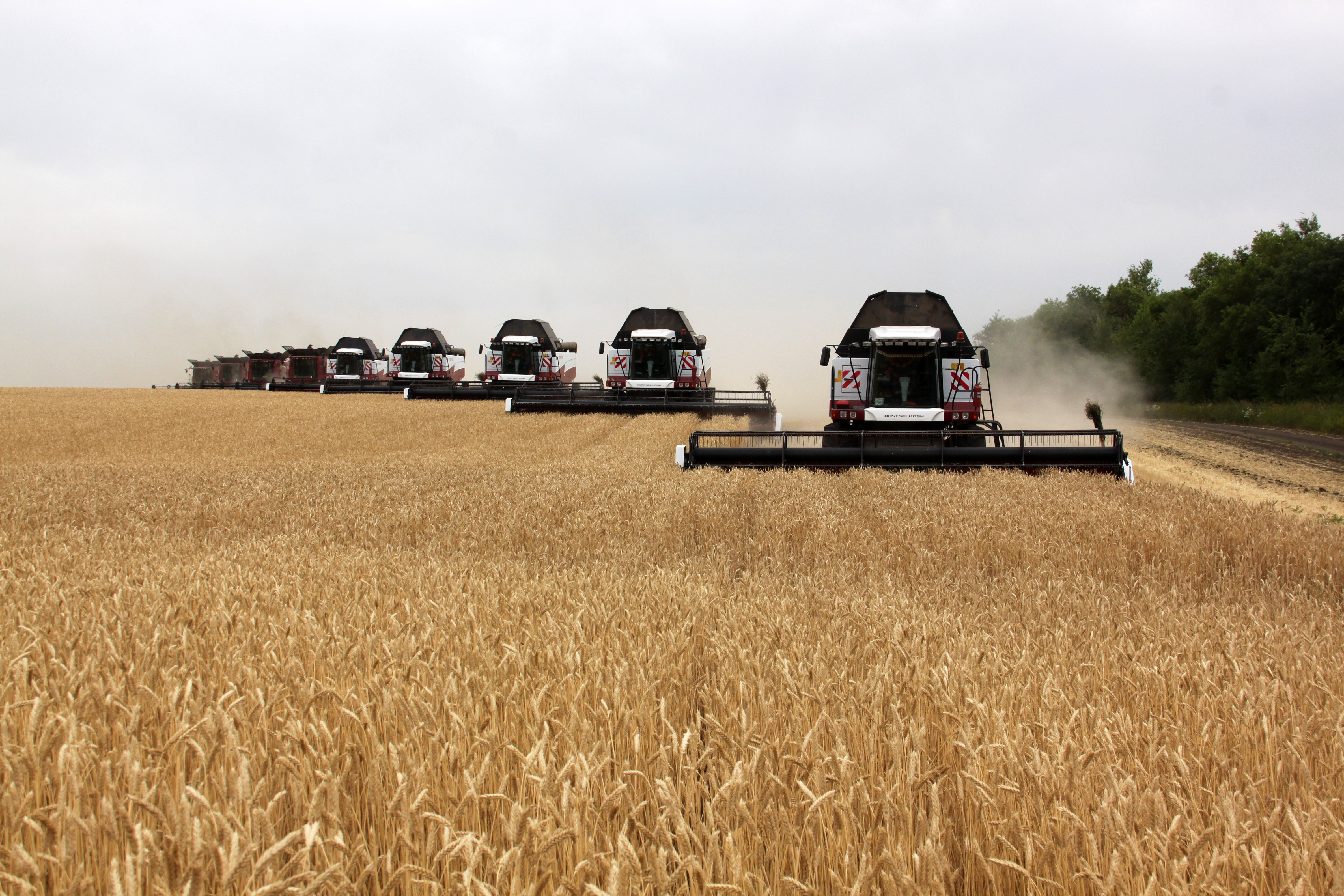 Валовой сбор зерна в Самарской области превысил 3 миллиона тонн