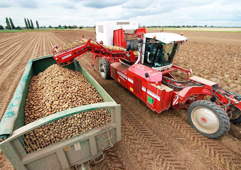 В хозяйствах Республики Марий Эл завершается уборка зерновых и зернобобовых культур, продолжается уборка картофеля и овощей