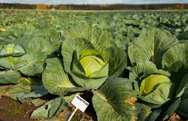 Ивановские аграрии собрали почти 5 тыс. тонн картофеля и овощей