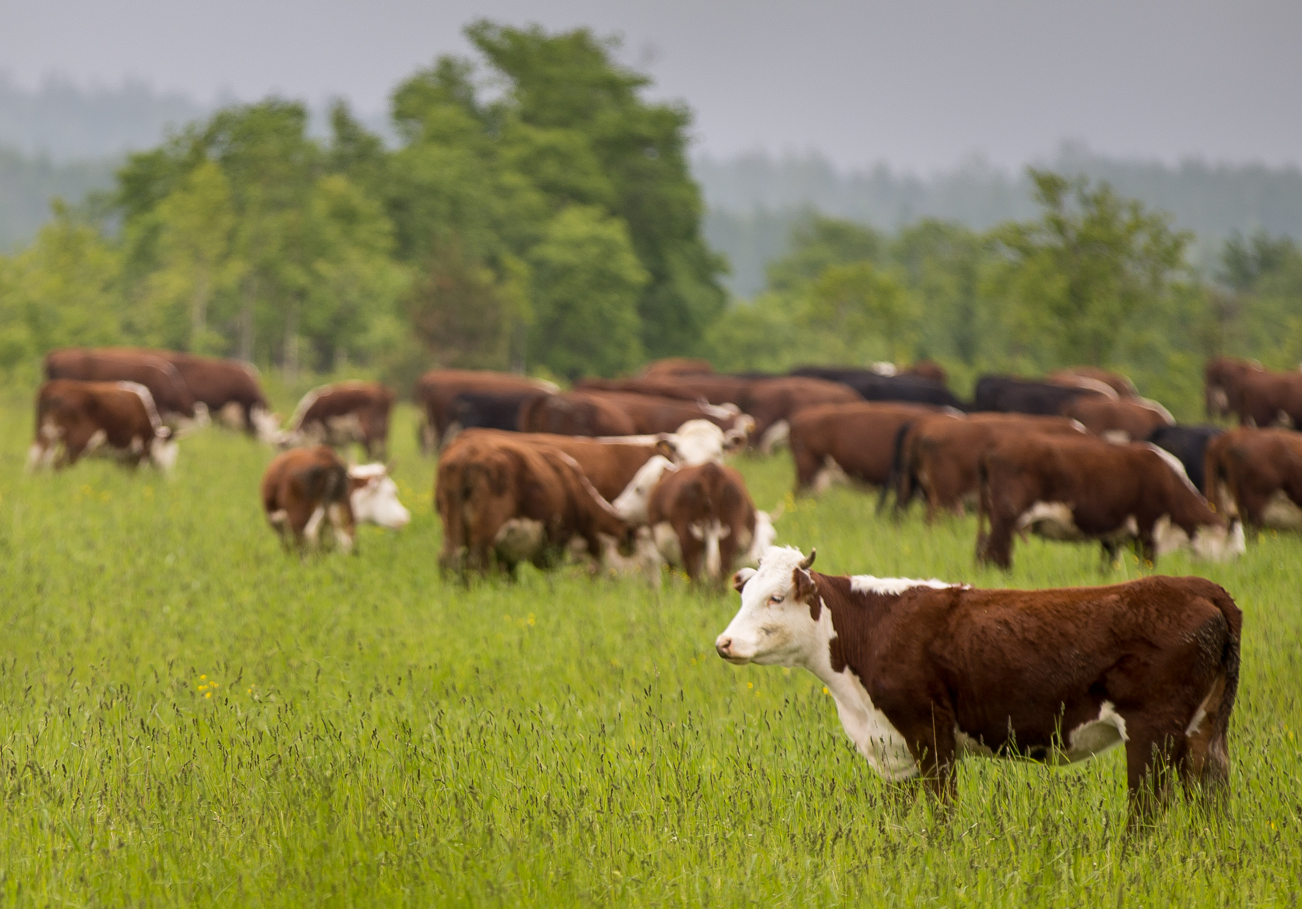 Объём реализации молока в сельхозорганизациях вырос на 5,3%