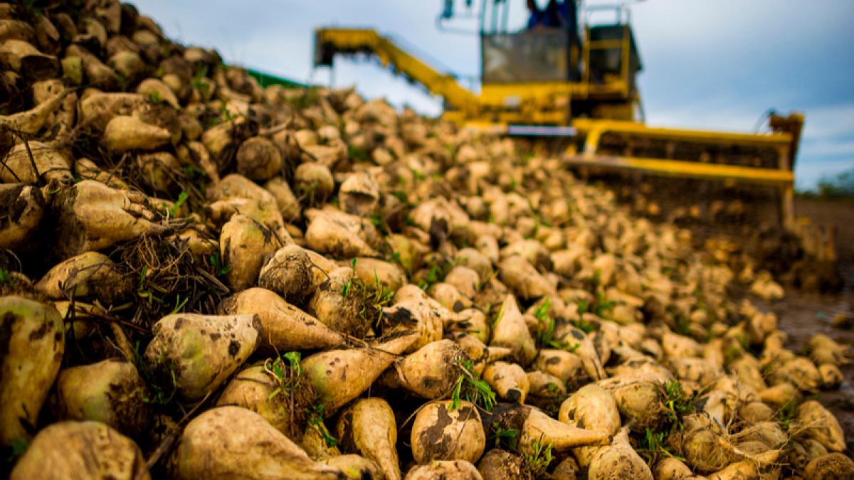 В Саратовской области завершилась уборка картофеля и сахарной свеклы