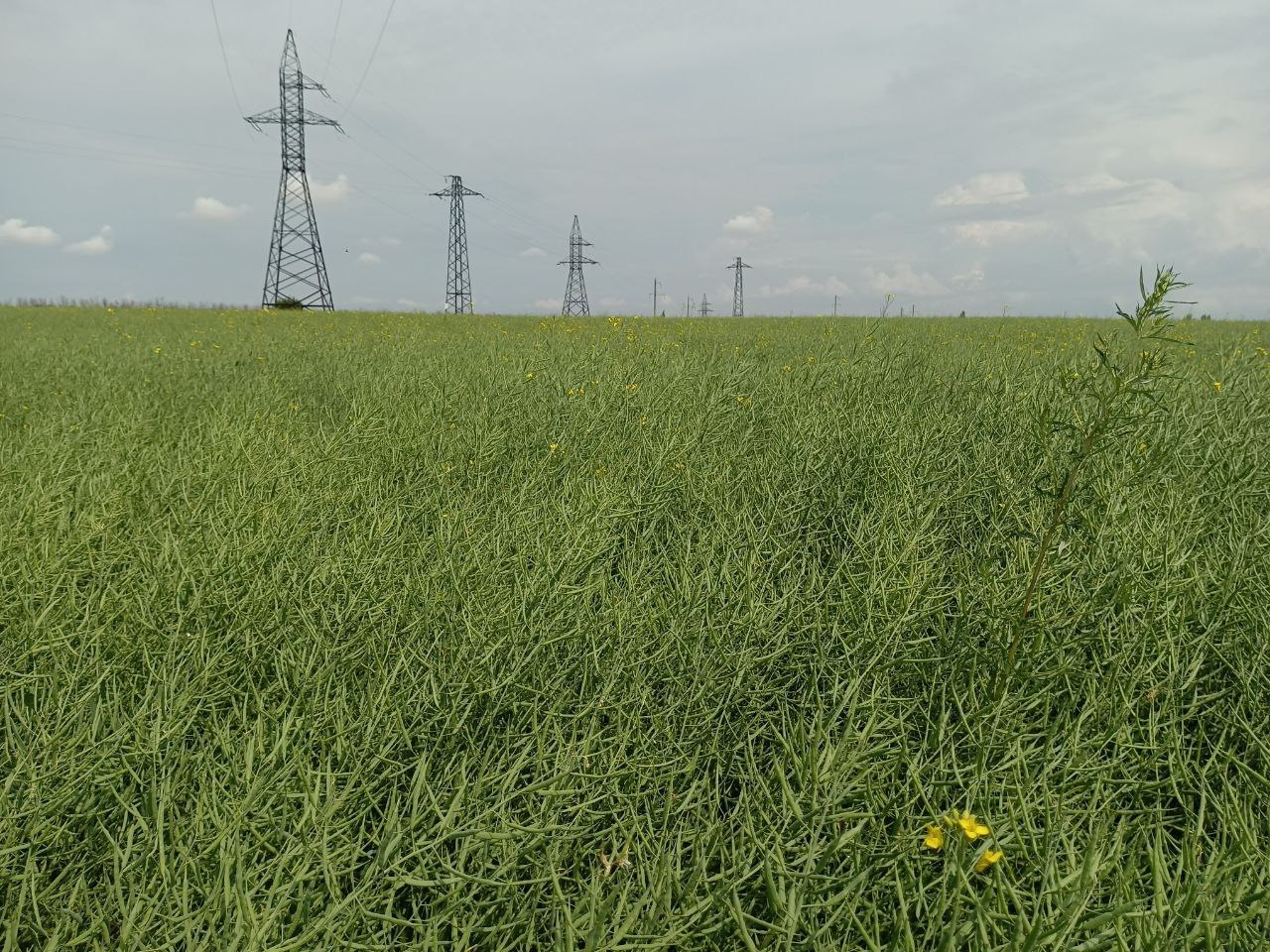 60 тысяч гектаров рапса предстоит убрать липецким аграриям в этом году