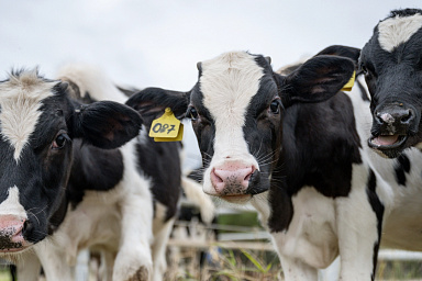 Объём реализации молока в сельхозорганизациях вырос на 6,5%