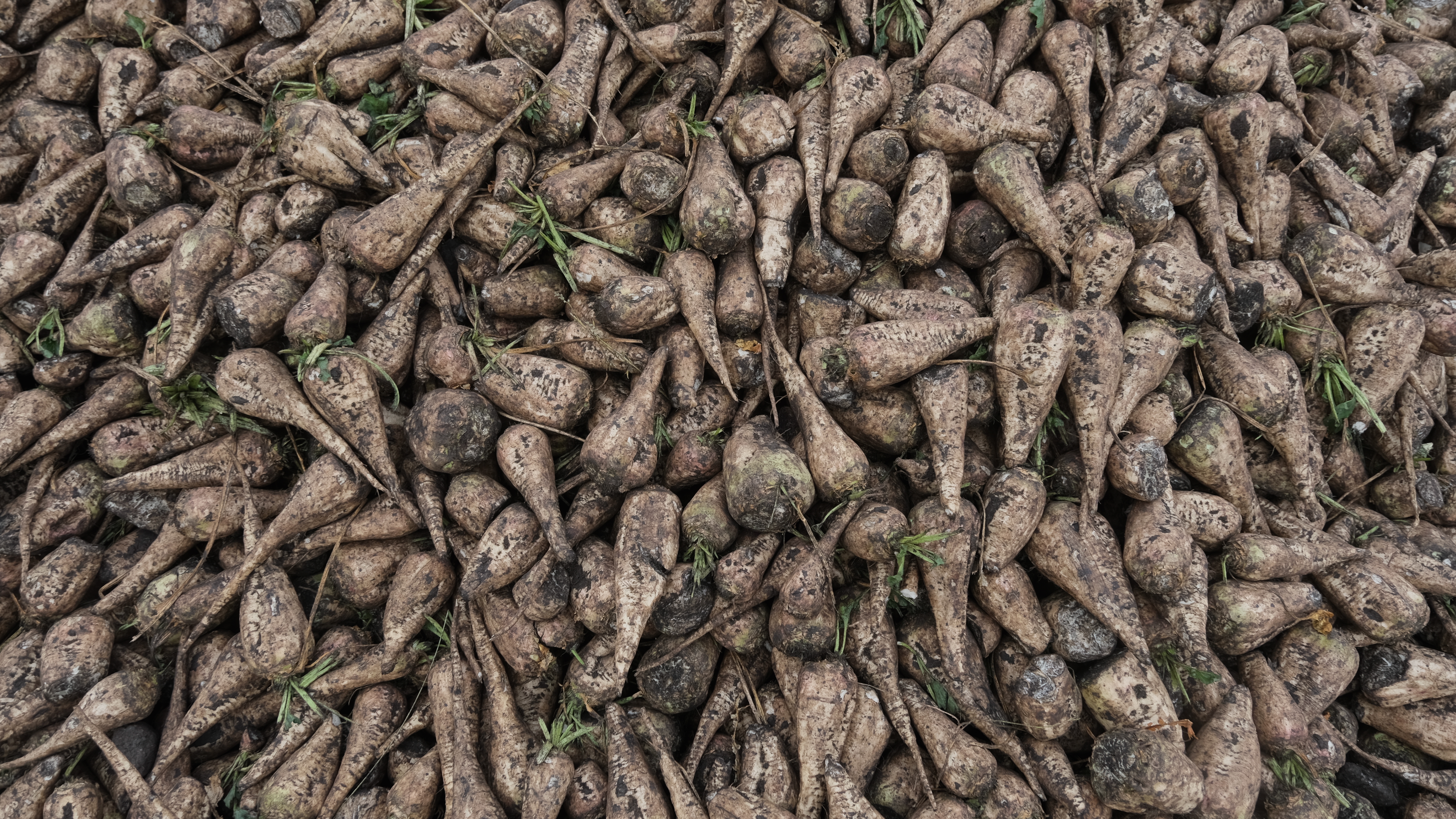 Урожайность сахарной свеклы в Башкортостане превышает 480 центнеров с гектара