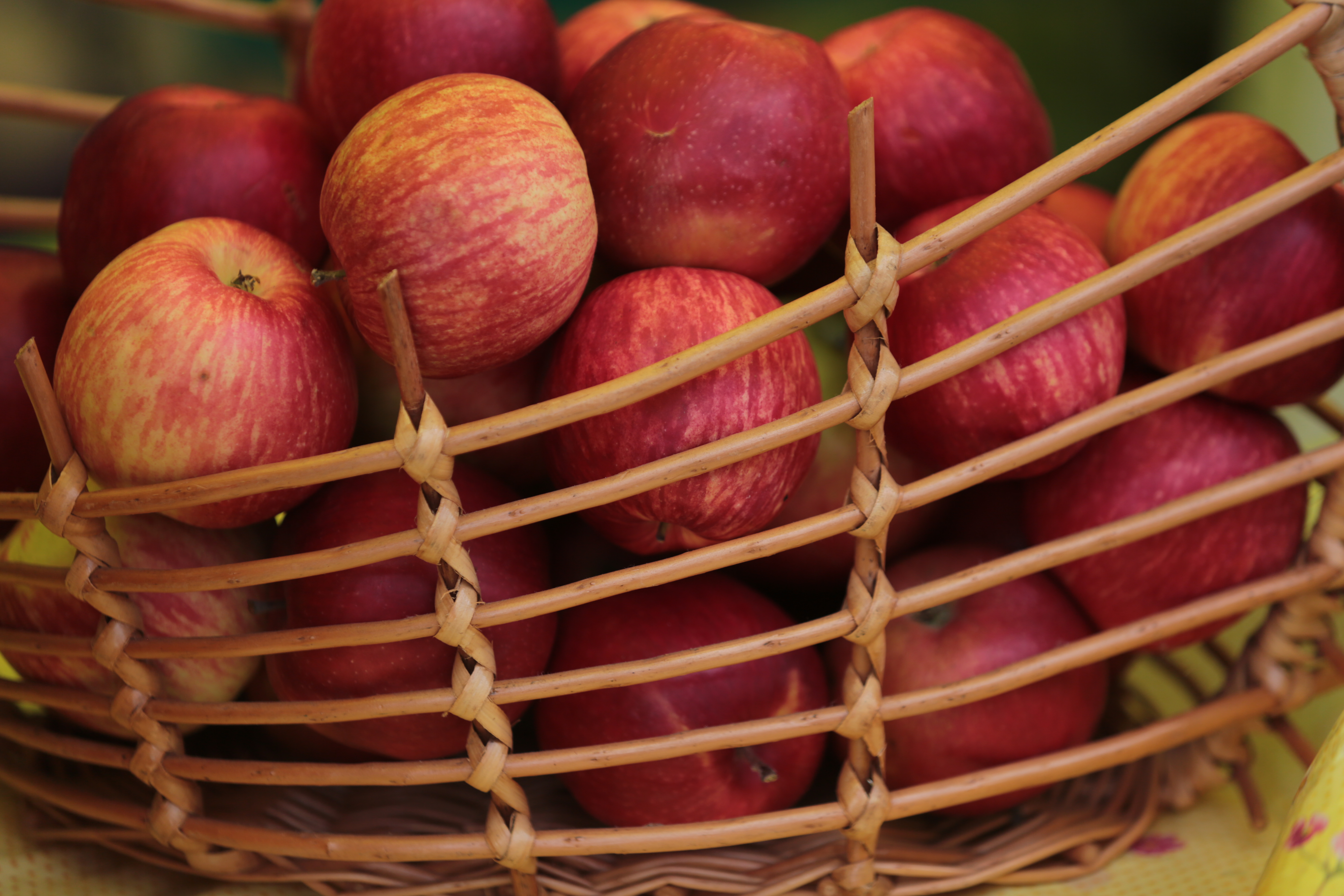В Кабардино-Балкарии весной многолетние плодово-ягодные насаждения посажены на 550 гектарах