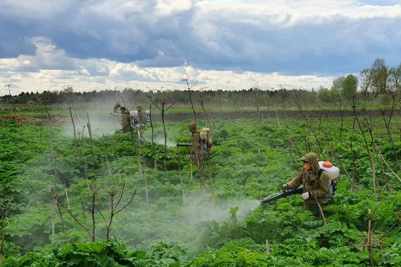 На территории более ста муниципальных образований Вологодской области проведена работа по уничтожению борщевика