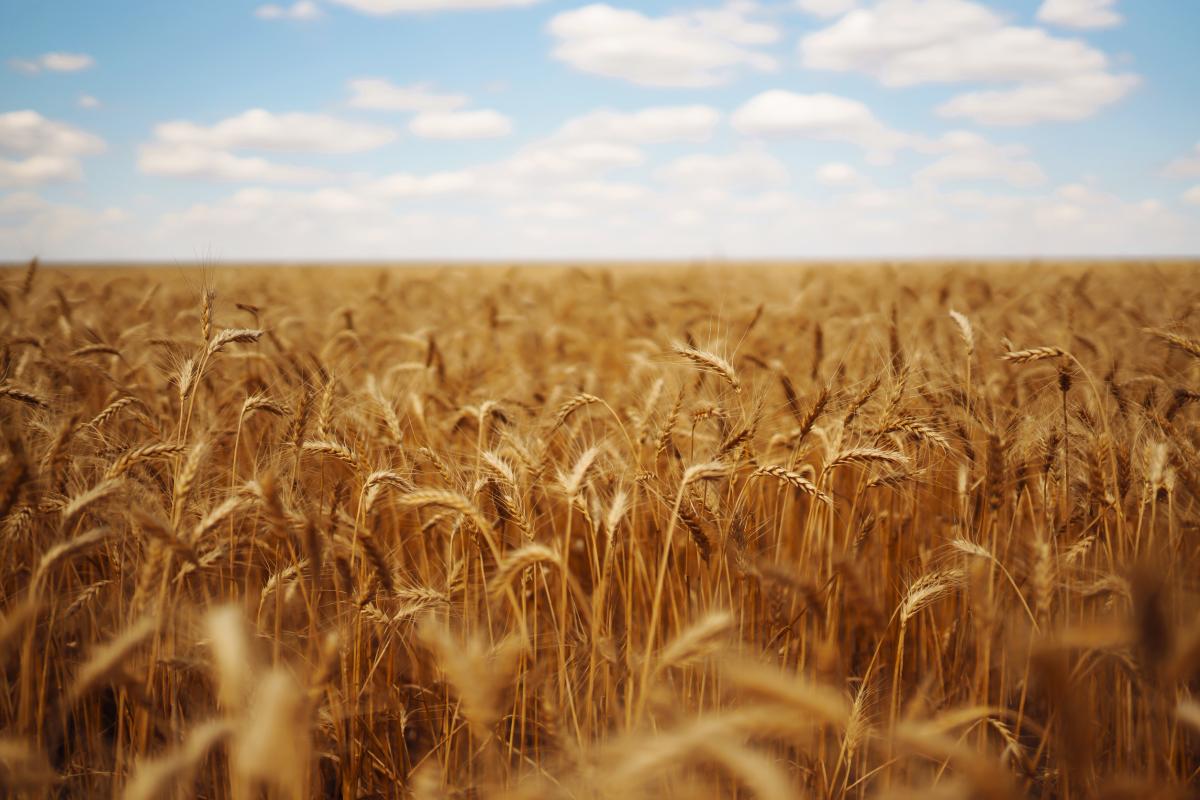 Патрушев: зерновая биржа БРИКС усилит глобальную продбезопасность