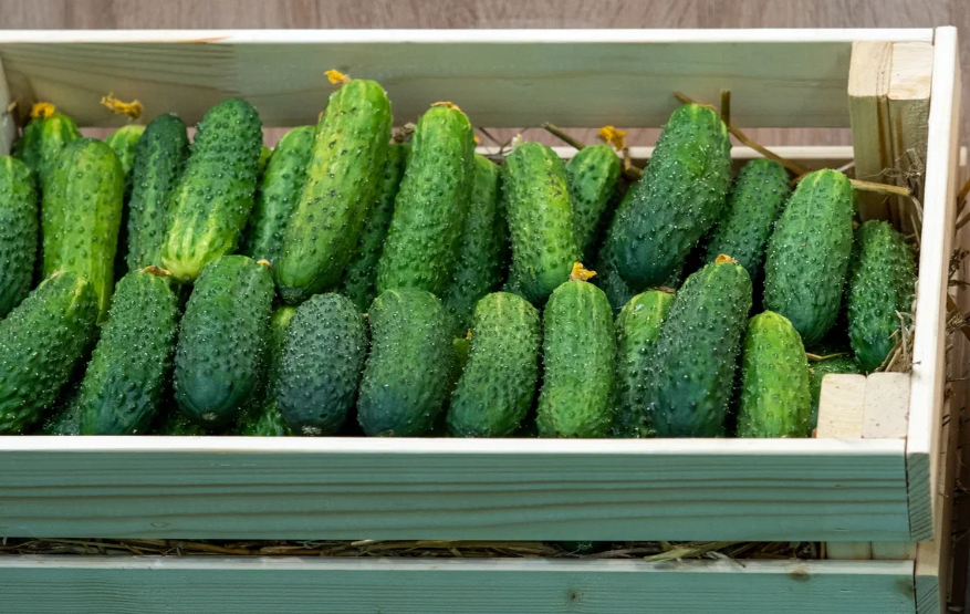 За неделю в магазинах Тюменской области подешевели свежие огурцы на 6,3%