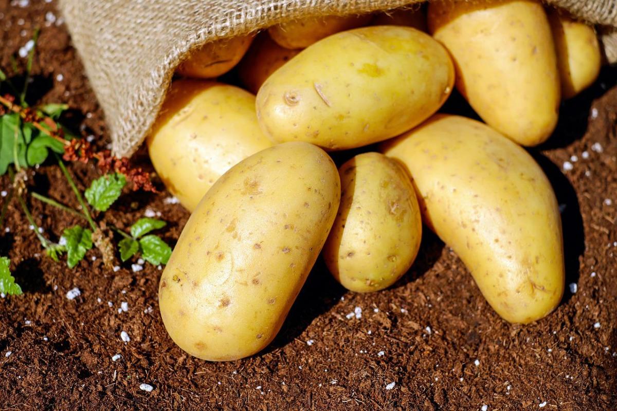 Посадка картофеля в России завершается