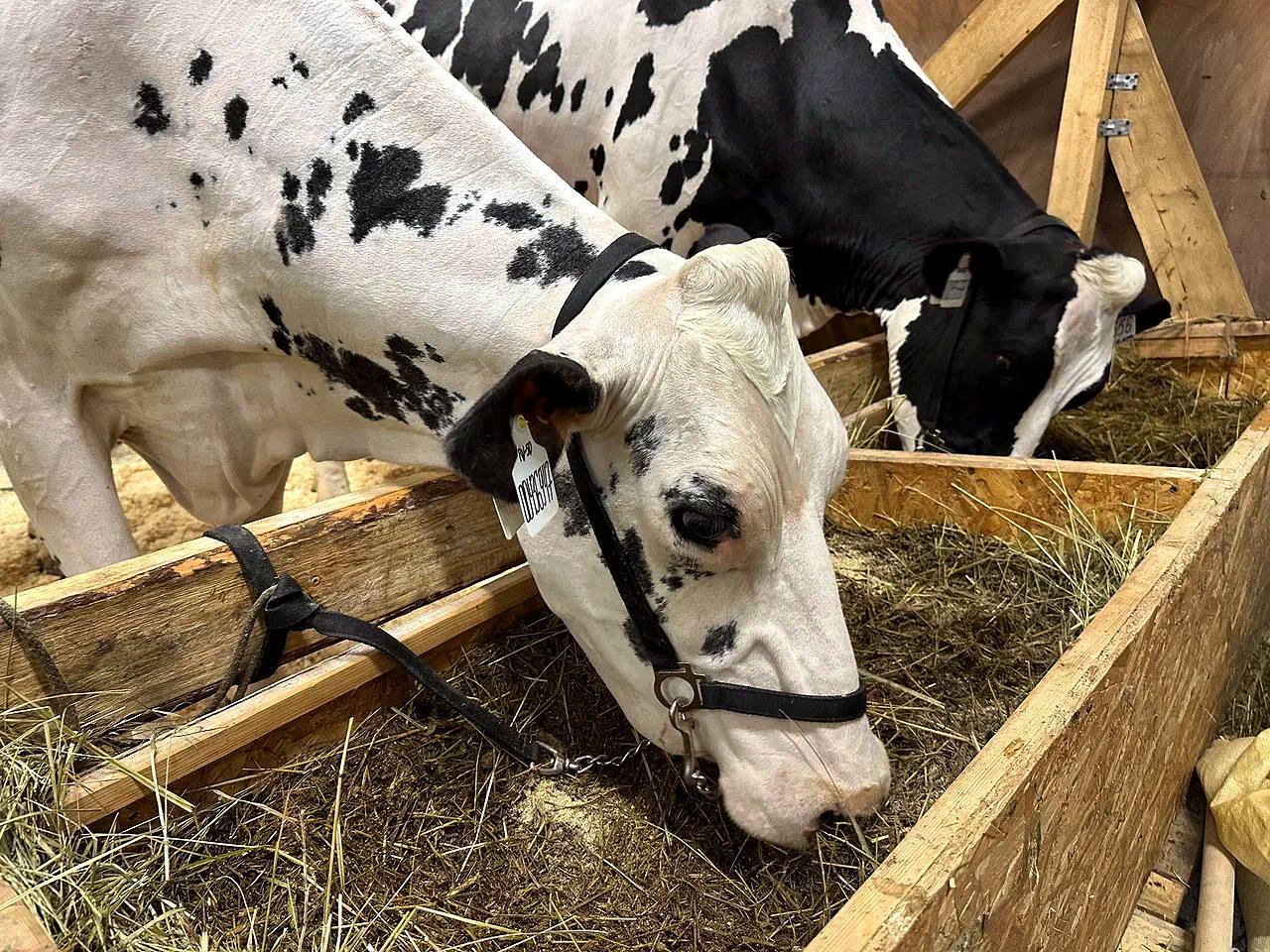 В 35-й раз на Вологодчине выбрали лучшего техника-осеменатора региона