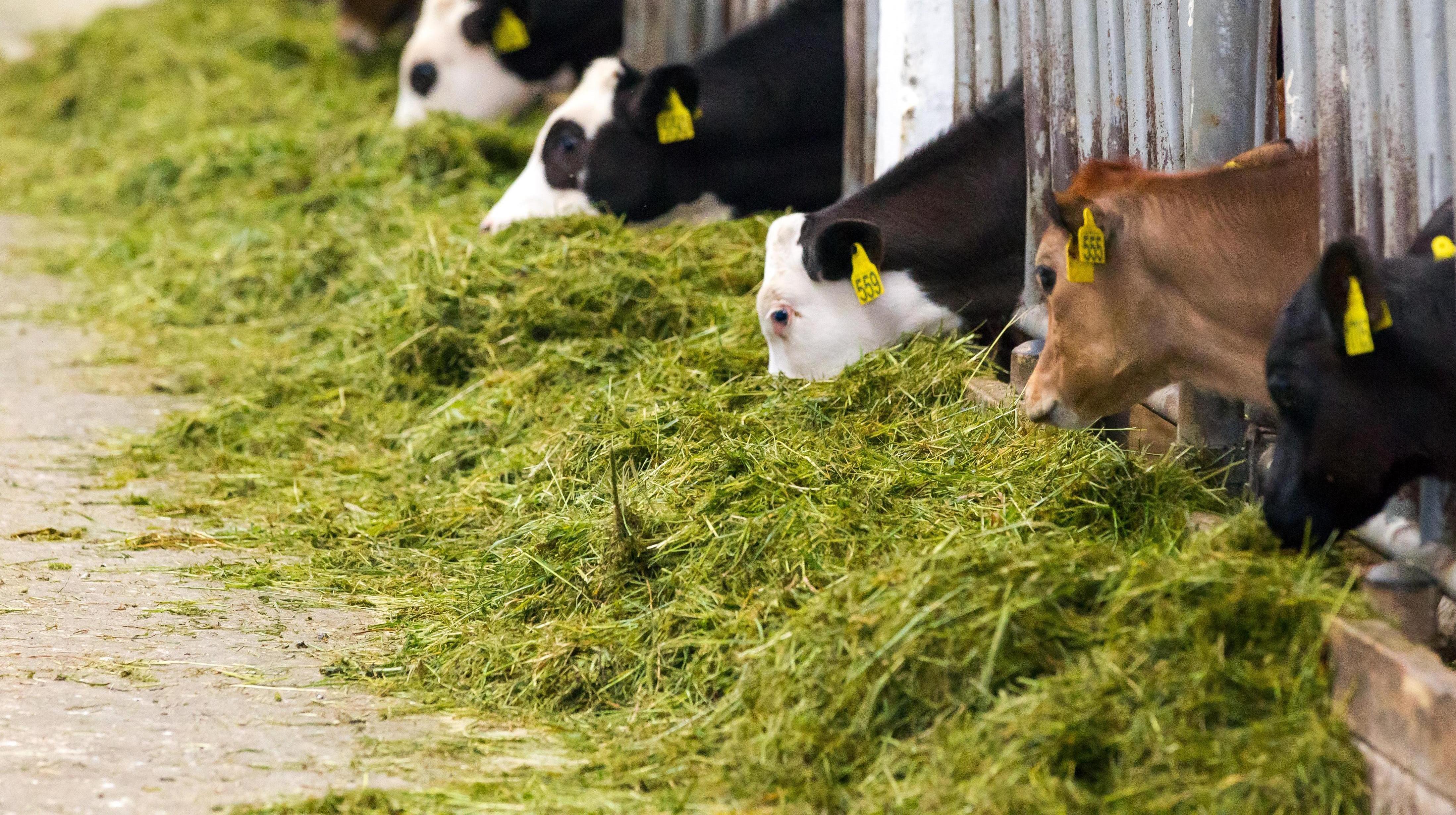 В Минсельхозе обсудили ход заготовки кормов на предстающую зиму