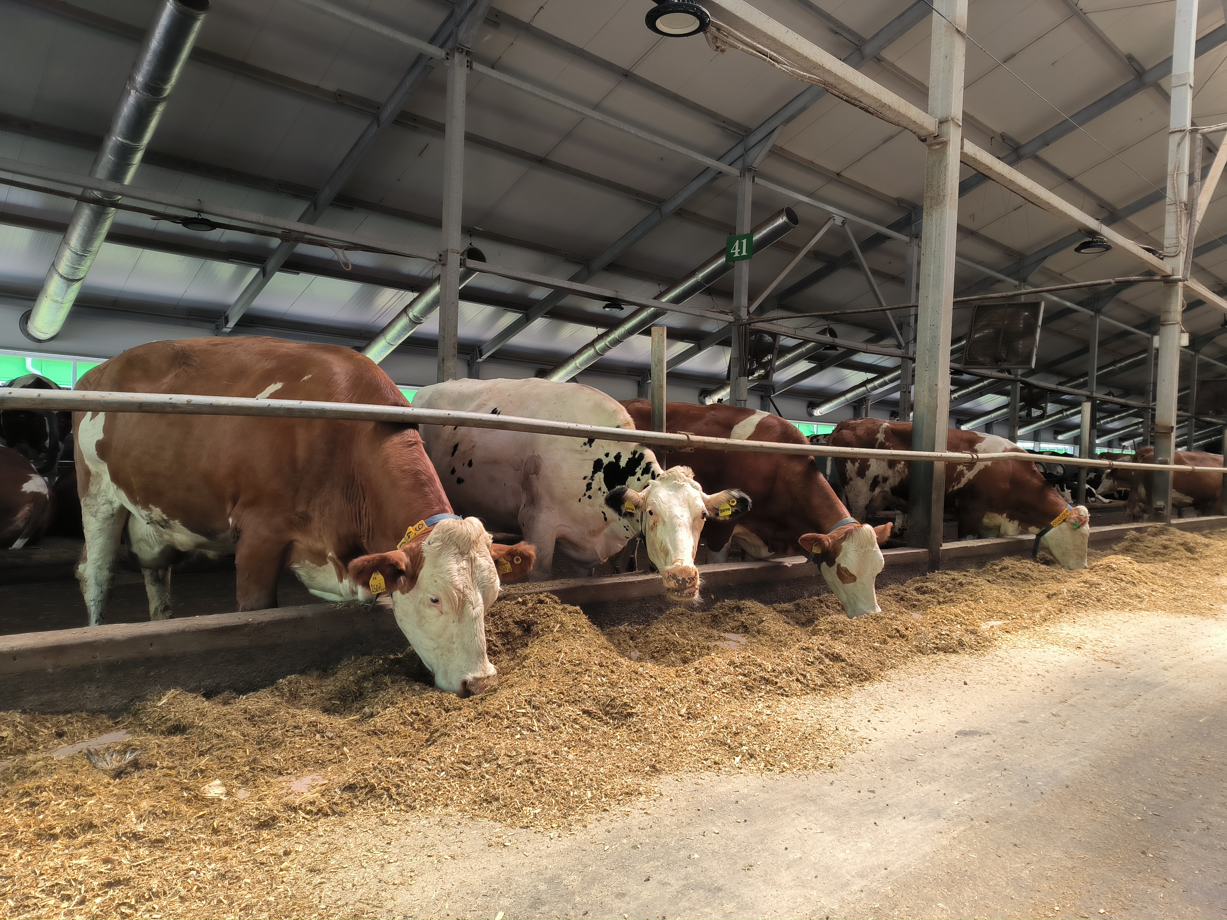 Кормозаготовительная кампания в Красноярском крае выполнена на 40%