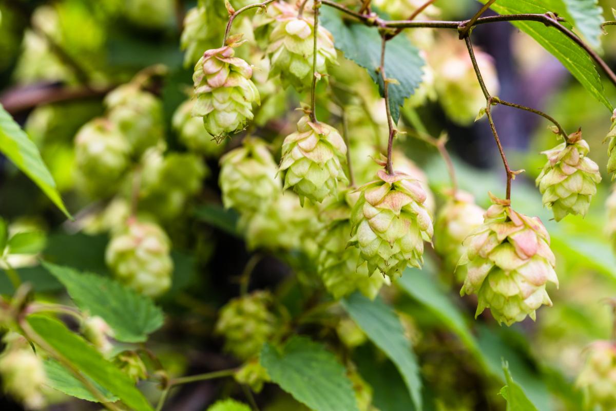 К 2030 году самообеспеченность России хмелем может достигнуть 50% — Лут
