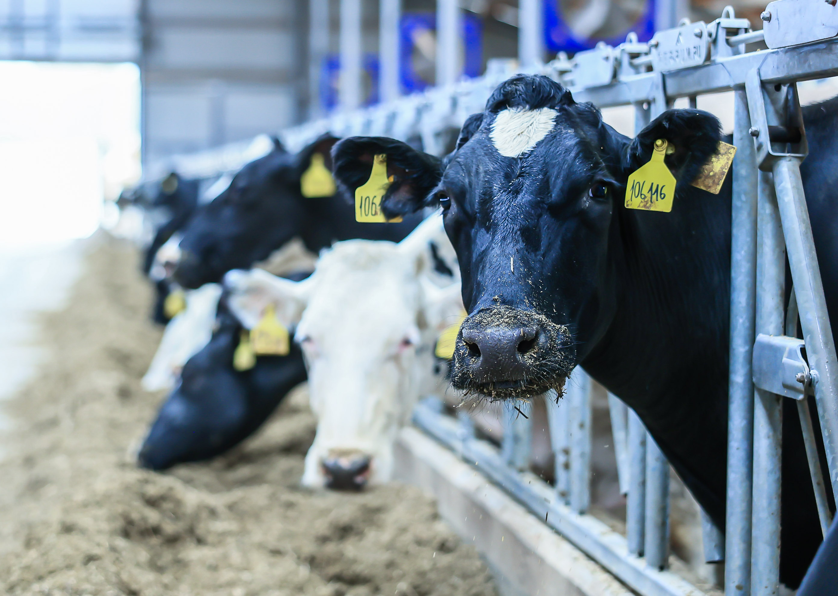 В Подмосковье в 2025 году появится новая молочно-товарная ферма на 1200 коров