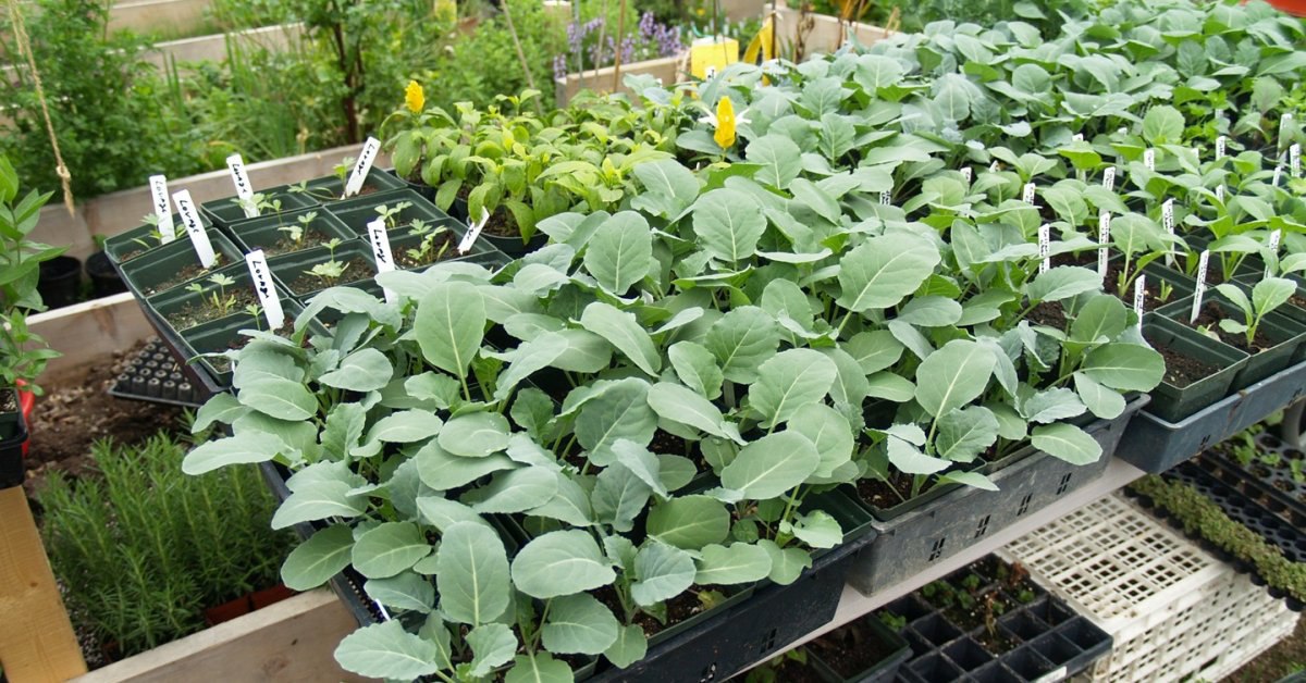 Подмосковный тепличный комплекс использует 95% семян отечественной селекции для рассады овощей