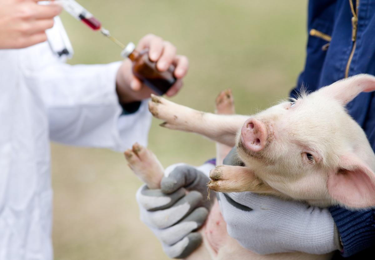 АПК РФ полностью обеспечен вакцинами от особо опасных болезней животных — Минсельхоз