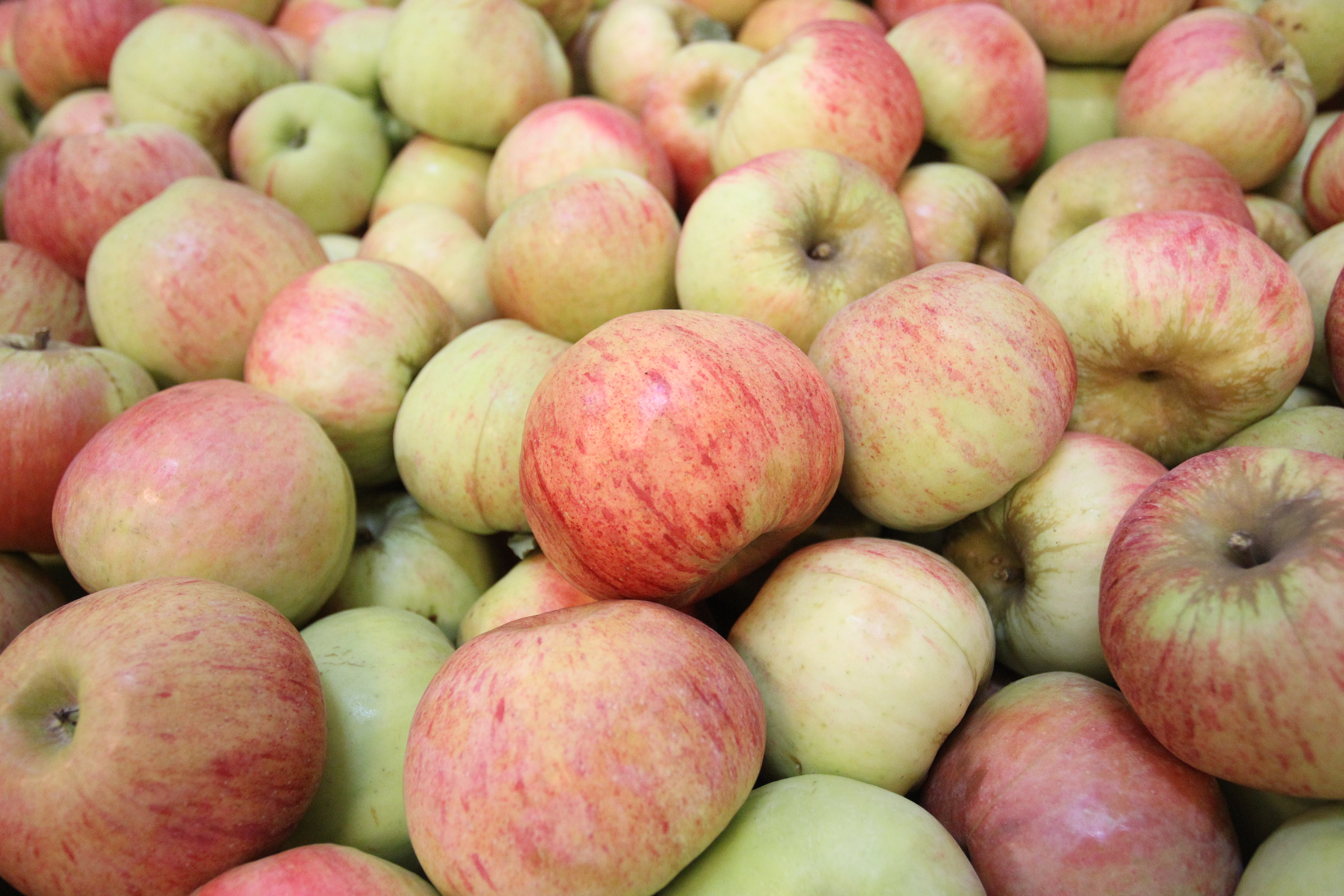 Тамбовские садоводы собрали 14 тыс. тонн яблок