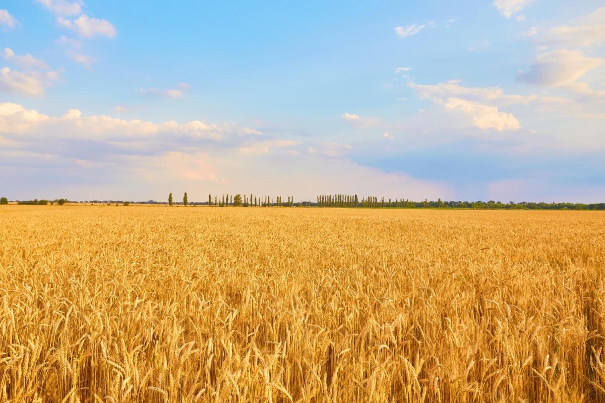 Минсельхоз РФ рассчитывает на рост цен на зерно в новом сезоне