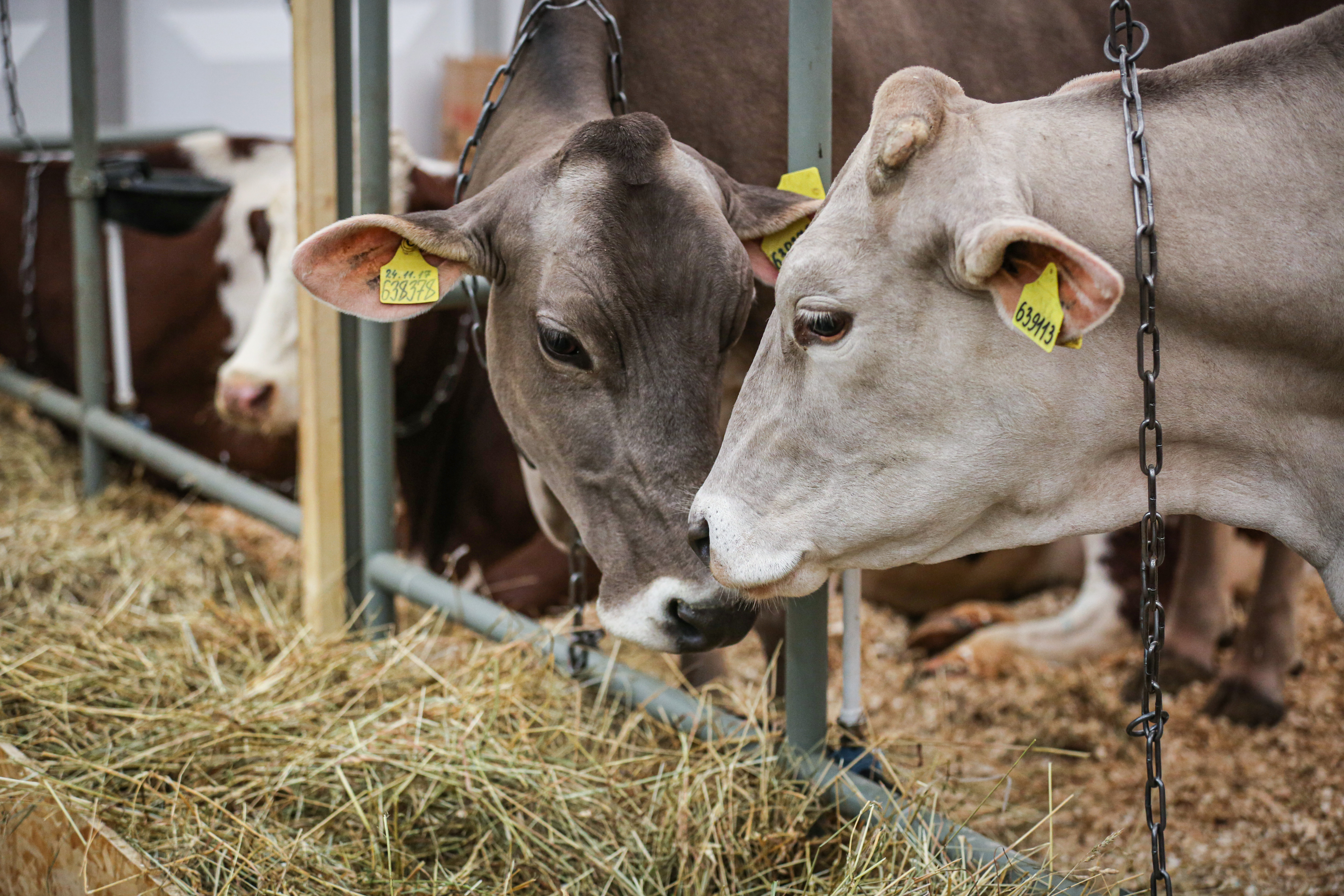 Производство мяса, молока и яиц растёт в Липецкой области