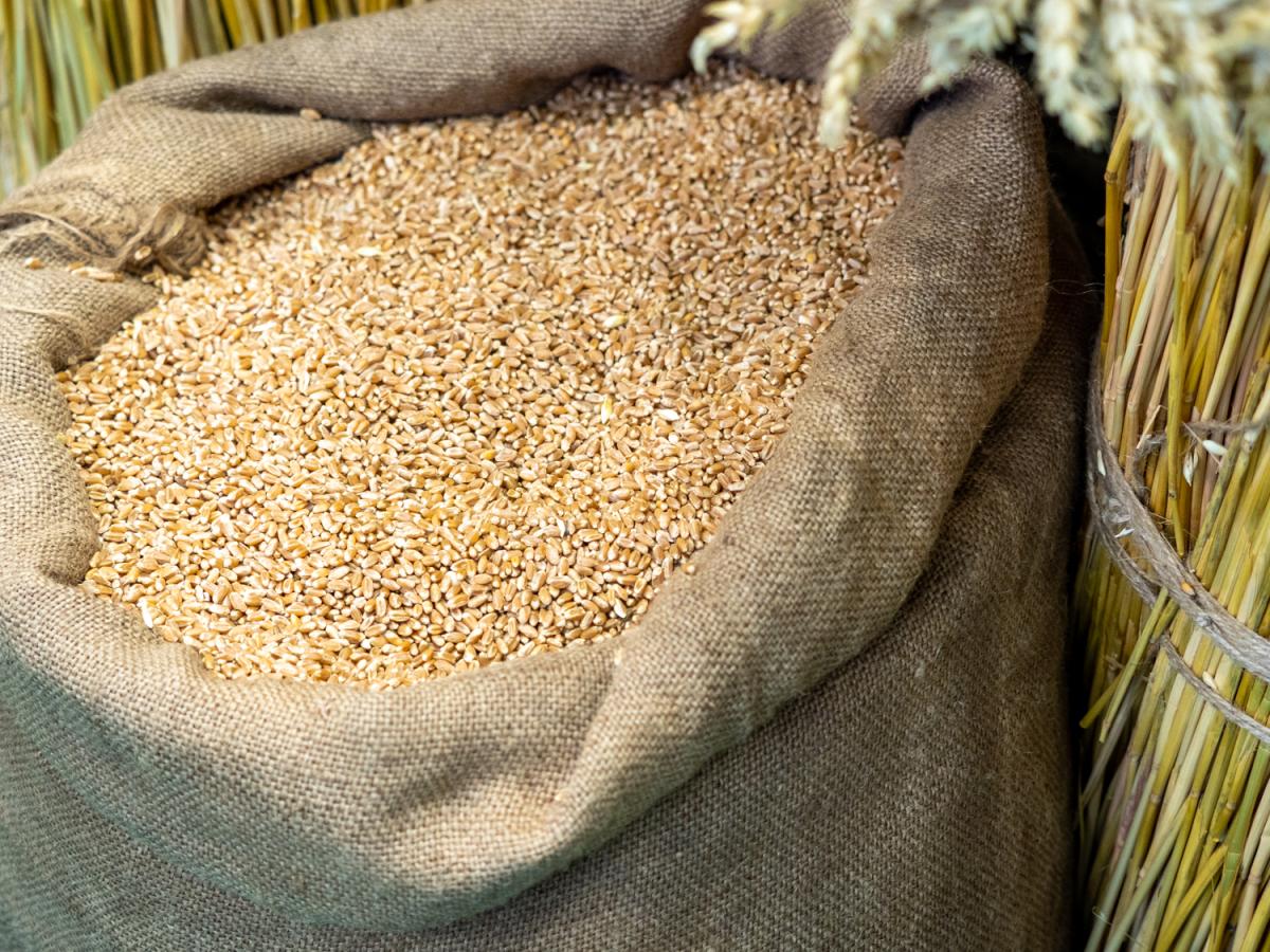 Россия в прошлом сельхозгоду заняла второе место в мире по экспорту всех видов зерна — Минсельхоз