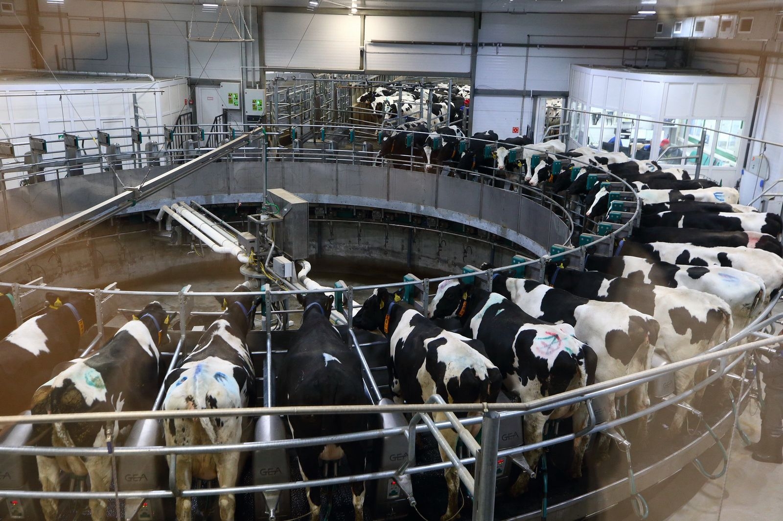 Томский животноводческий комплекс «Большедорохово» ставит молочные рекорды