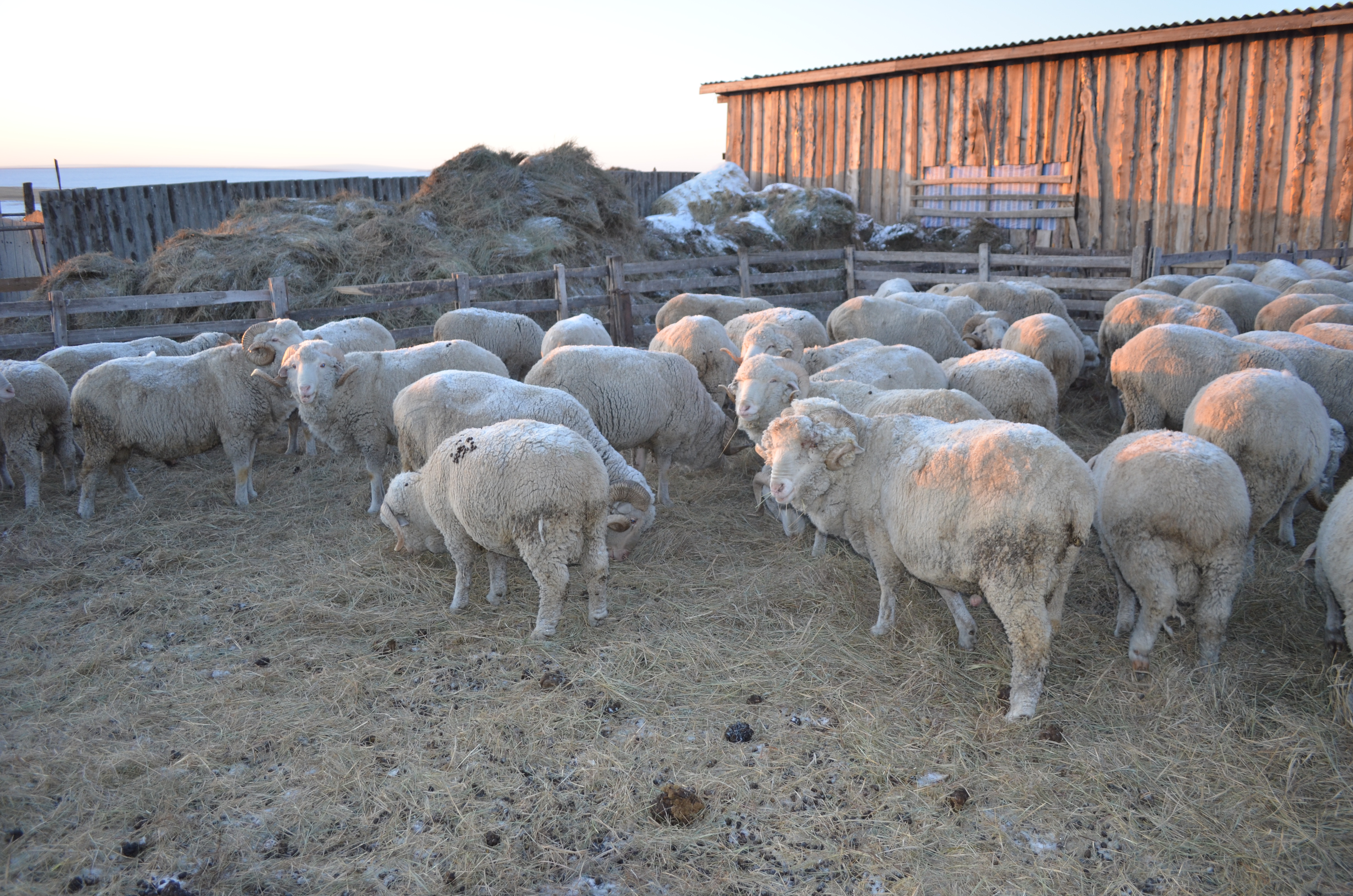  Забайкалью дополнительно выделили 10 млн рублей на предоставление гранта «Агростартап»