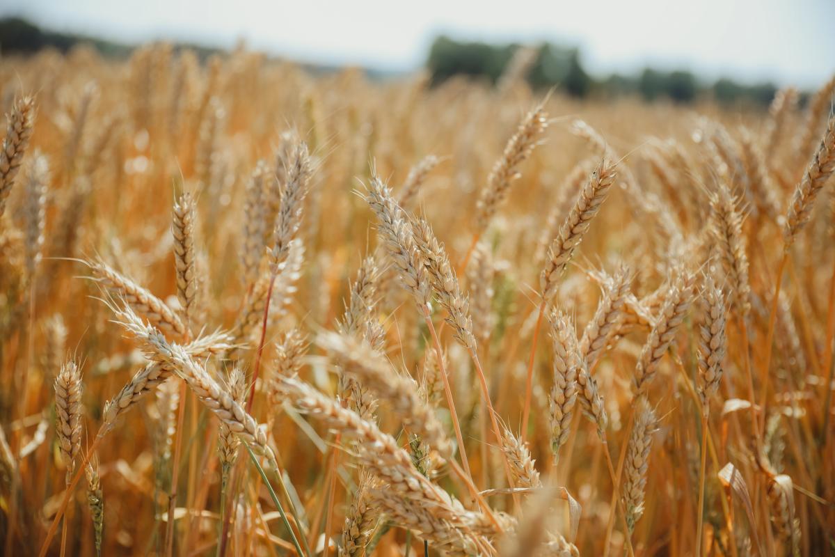 В Республике Башкортостан завершилась уборка зерна