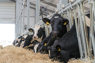 Объём реализации молока в сельхозорганизациях вырос на 2,8%