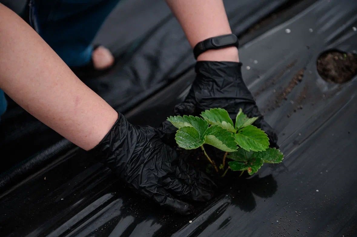 На Сахалине активно развивается ягодоводство