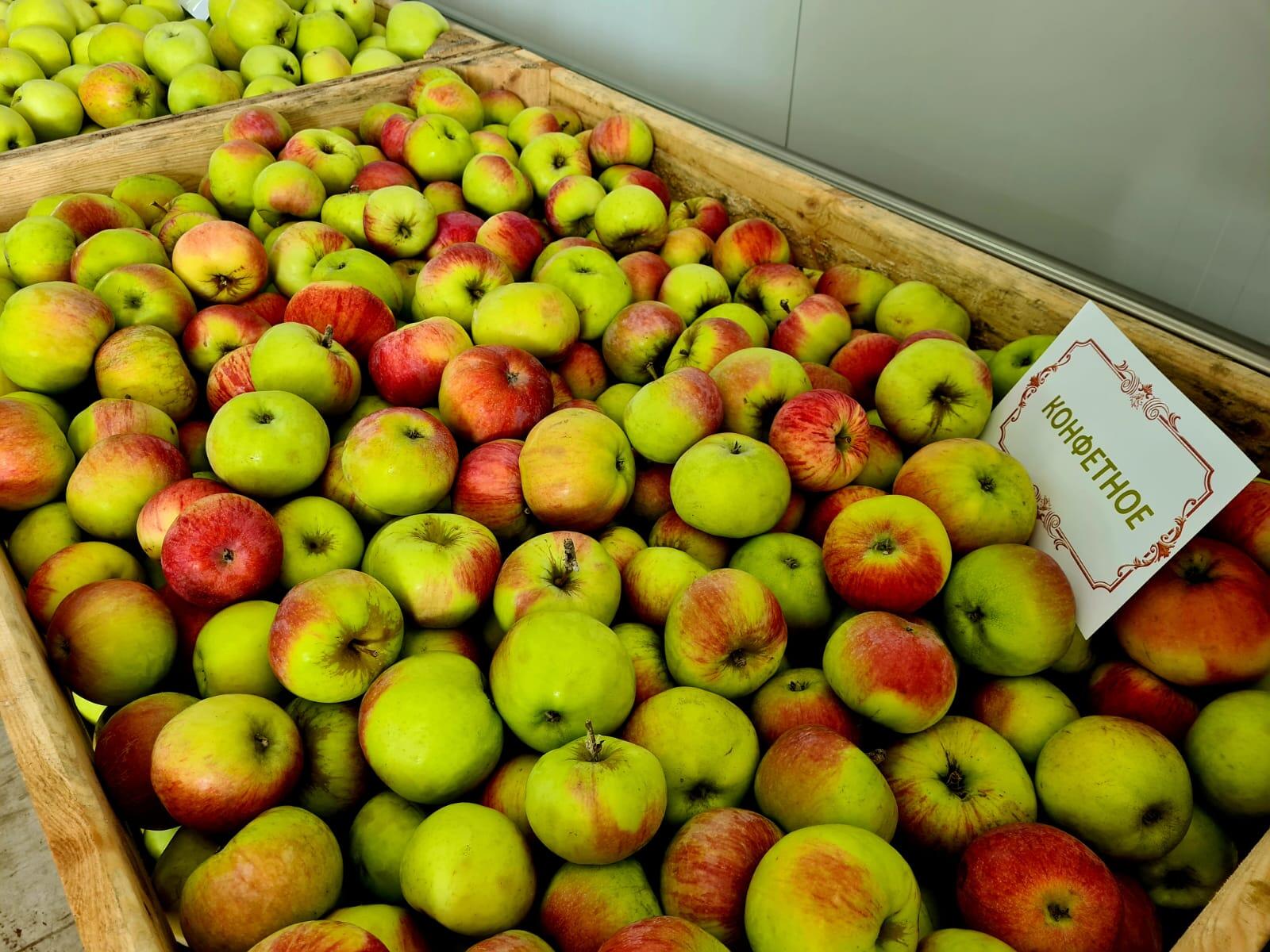 Рекордный урожай тамбовских яблок отправлен на хранение