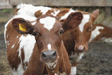 Объём реализации молока в сельхозорганизациях вырос на 5,5%