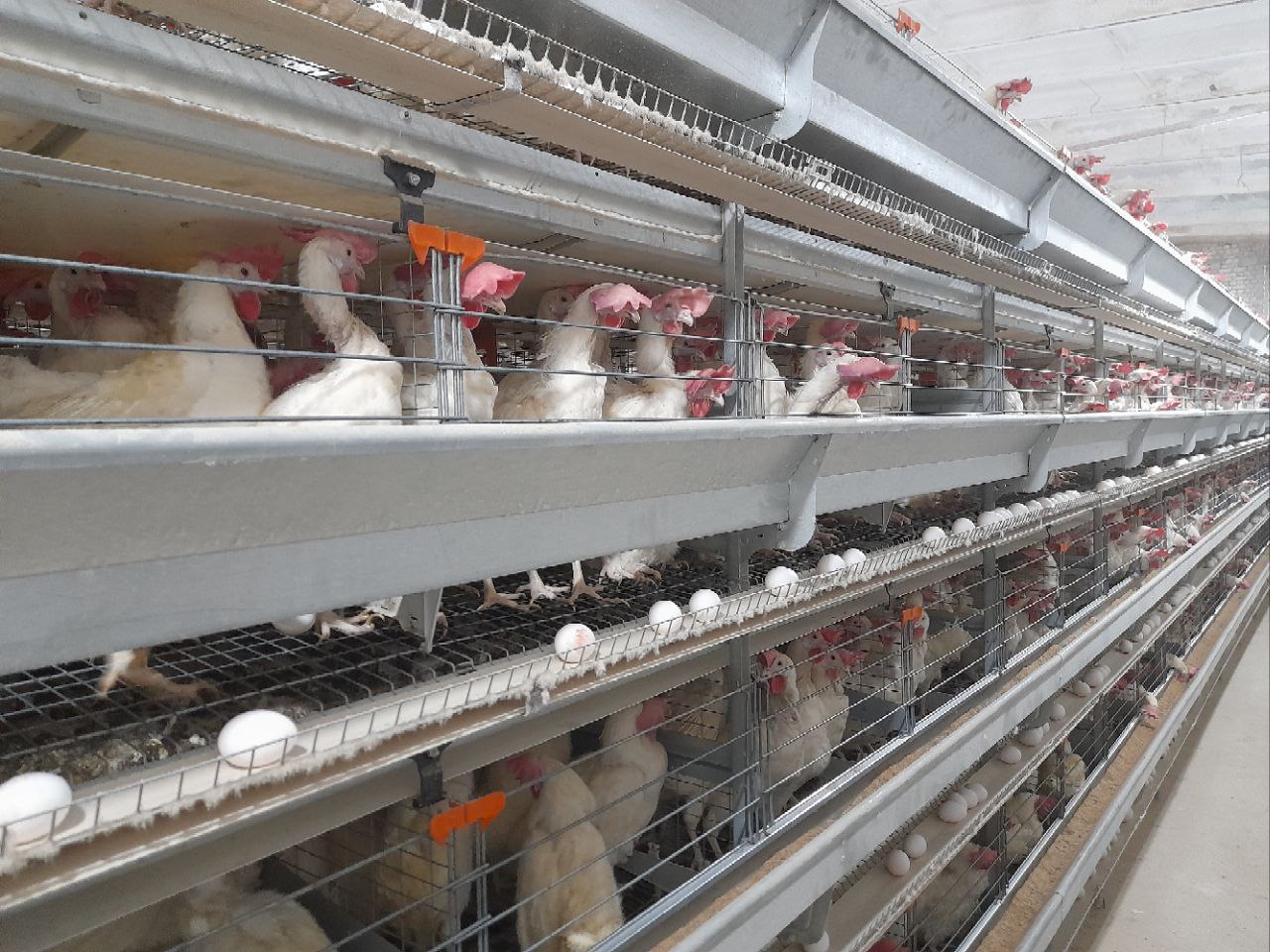 Птицефабрика в Забайкалье в 2,5 раза увеличила объем производства яйца