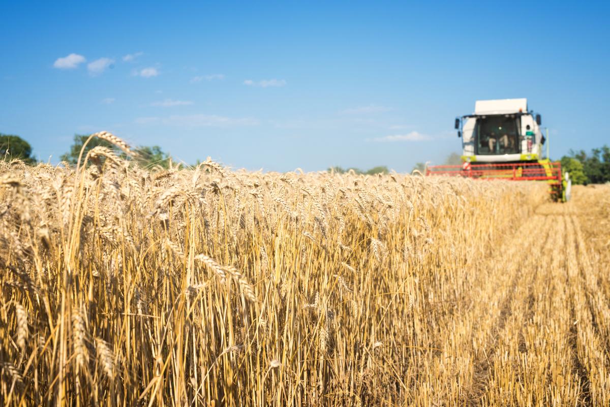 Валовой сбор зерна в Тамбовской области превысил 4,1 млн т