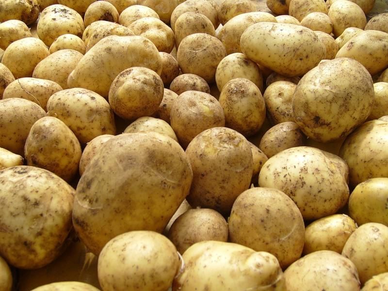 В Кабардино-Балкарии началась уборка раннего картофеля