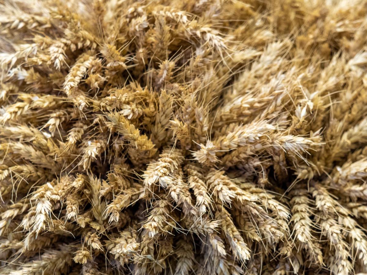 Экспорт пшеницы из РФ в апреле может быть близок к рекорду — эксперты