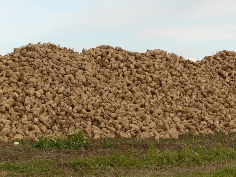 В Краснодарском крае завершилась уборка сахарной свеклы