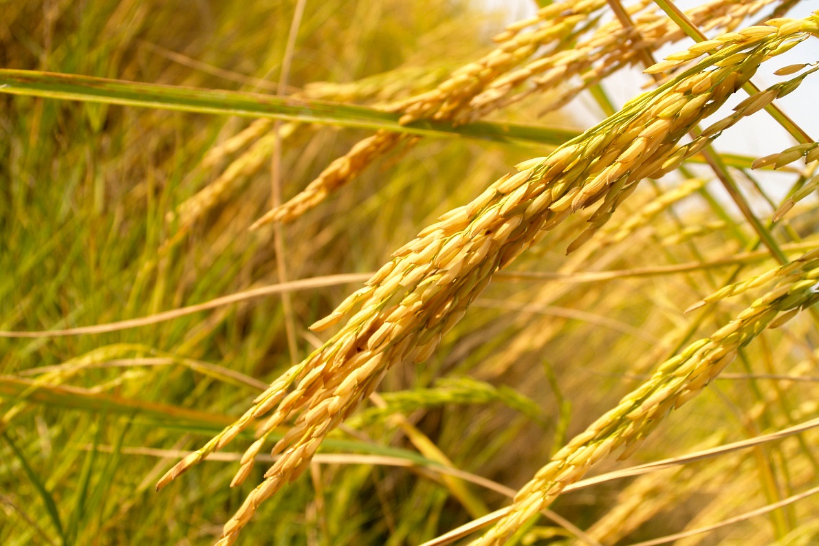 Кубанские аграрии скосили рис на 30% площади