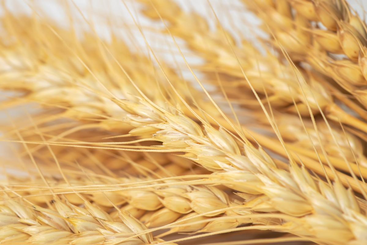 Почти половина пшеницы урожая 2023 года соответствует 4-му классу качества