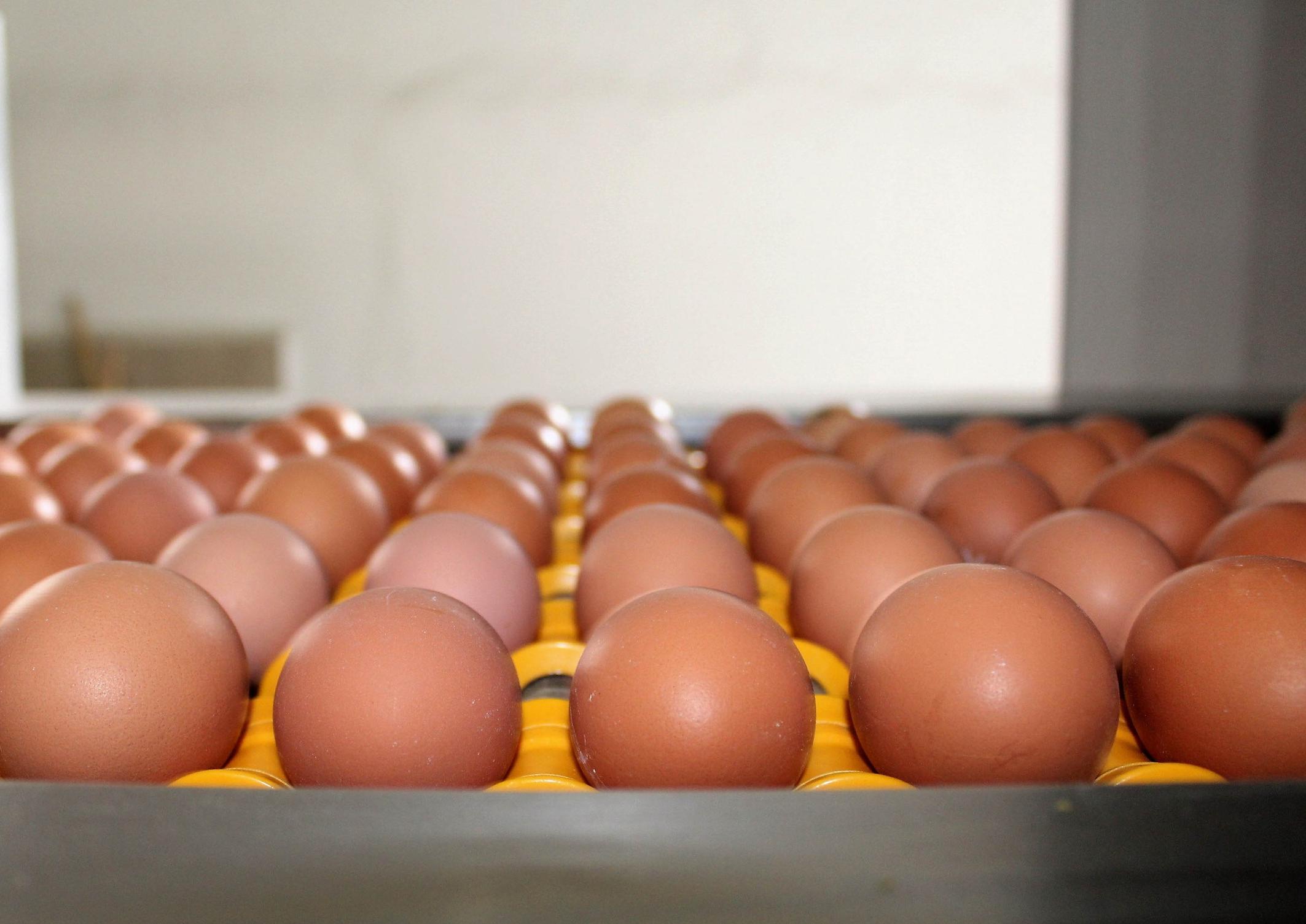 За 9 мес. всеми категориями хозяйств Крыма произведено более 240 млн штук куриных яиц