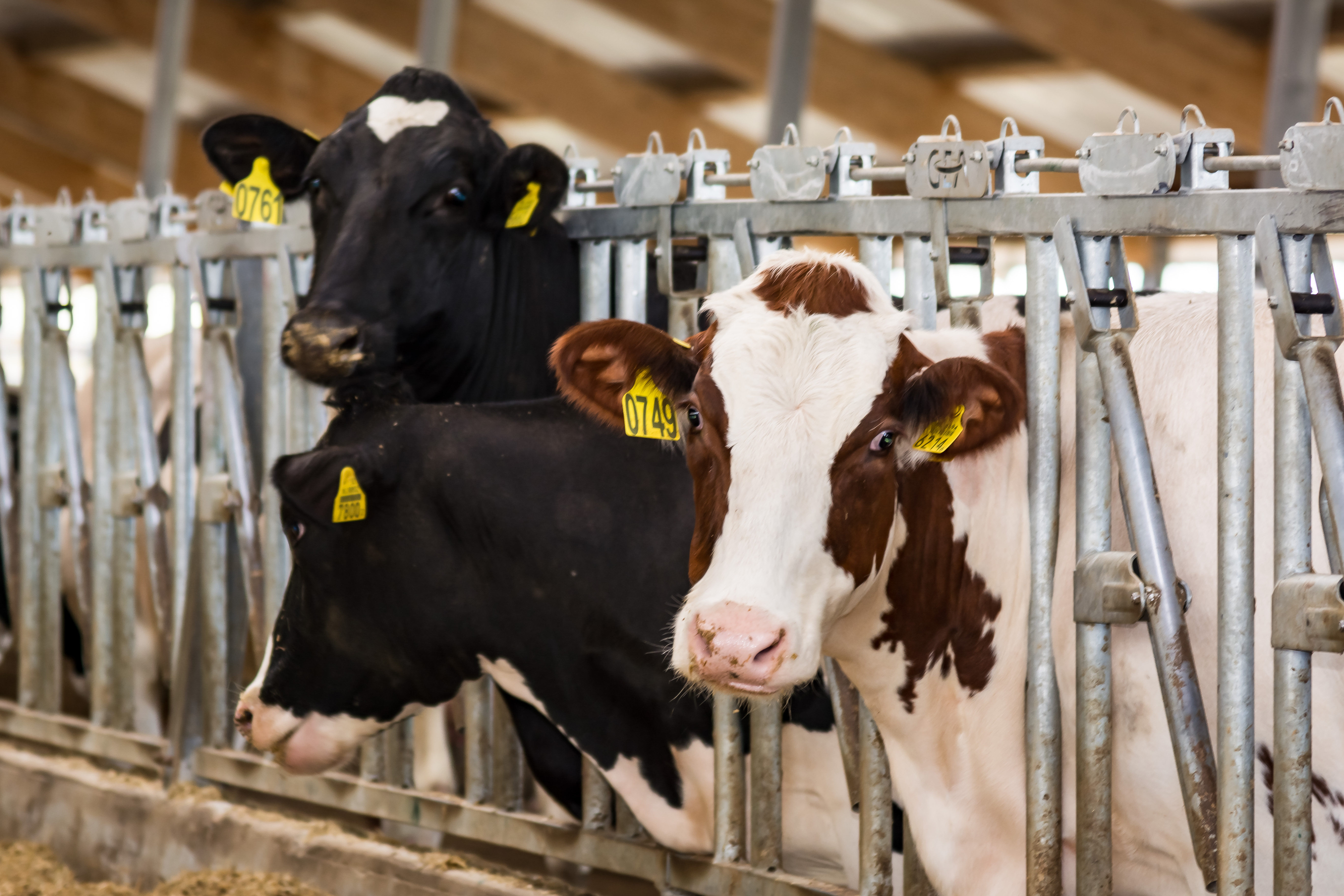 До 2030 года в молочное животноводство Московской области инвестируют более 50 миллиардов рублей