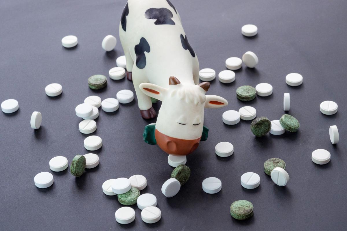 Более 100 российских ветпрепаратов введено в оборот в 2025 году