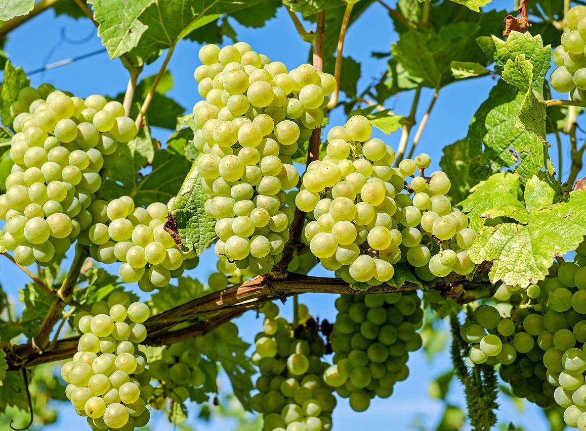 Урожай винограда в РФ в 2022 году будет не ниже прошлогоднего — Минсельхоз