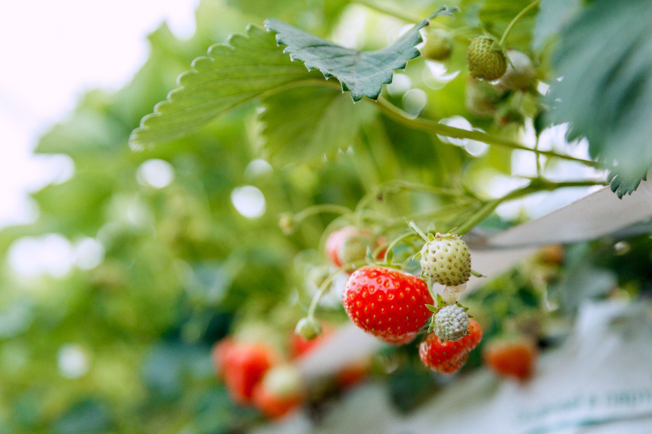 Одно из крупнейших ягодных предприятий Подмосковья «Гринфилдс-Агро» запустило в Наро-Фоминске вторую очередь проекта по выращиванию сезонной ягоды