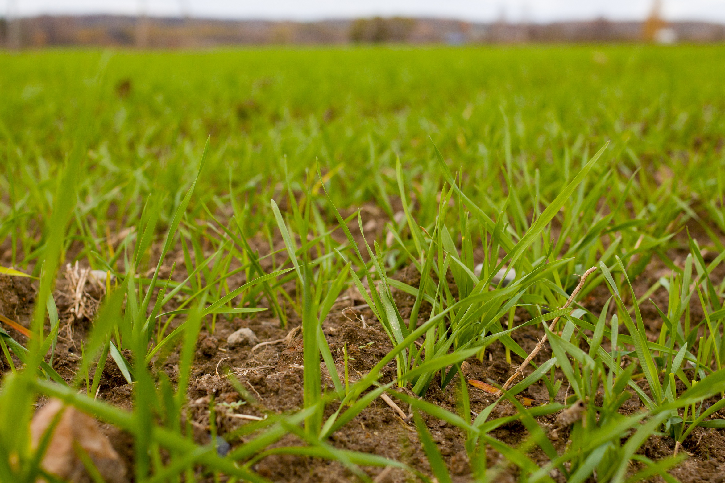 Озимый сев в Ивановской области проведен на площади более 21 тыс. га