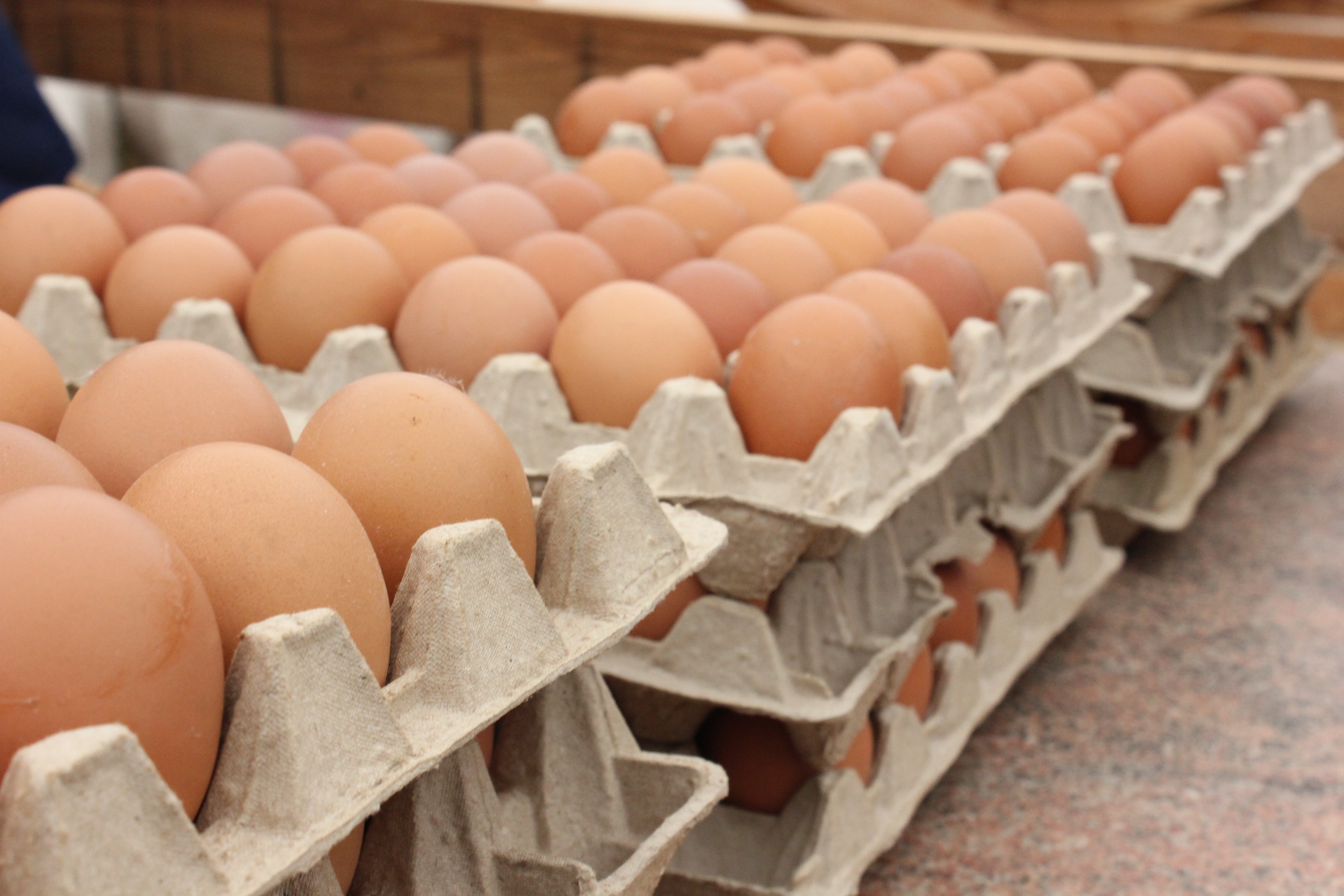 Птицефабрика на Ставрополье восстановила производство яиц