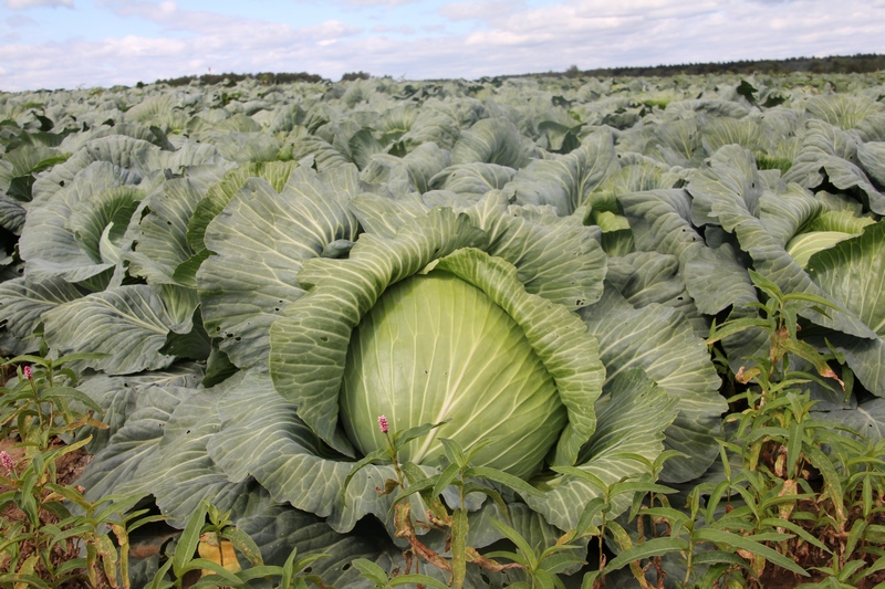 Ивановские аграрии собрали более 10 тыс. тонн картофеля и овощей