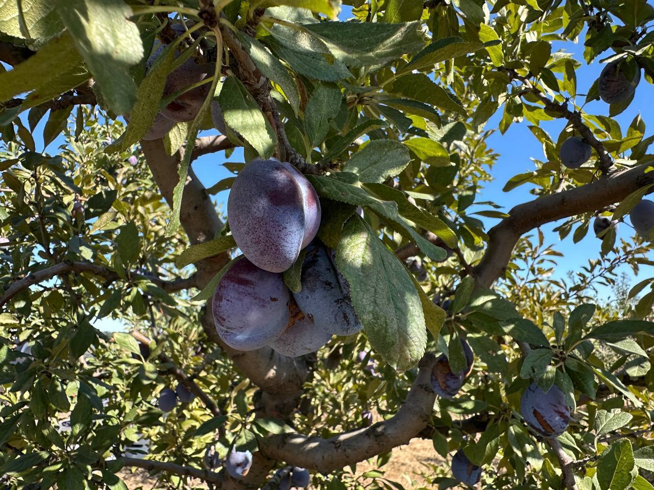 В Запорожской области начался сбор сливы